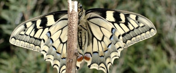 Ces papillons venus du sud
